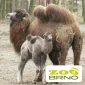 Adopce Velblouda v ZOO Brno